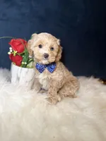 Max , a male Cavapoo for sale in Olympia Fields, IL – Photo 3 of 4