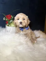 Max , a male Cavapoo for sale in Olympia Fields, IL – Photo 2 of 4