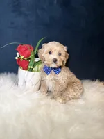 Max , a male Cavapoo for sale in Olympia Fields, IL – Photo 4 of 4