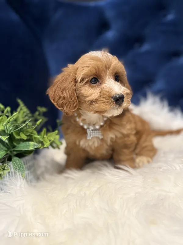 Chloe – Miniature Goldendoodle puppy for sale in Oak Brook, IL
