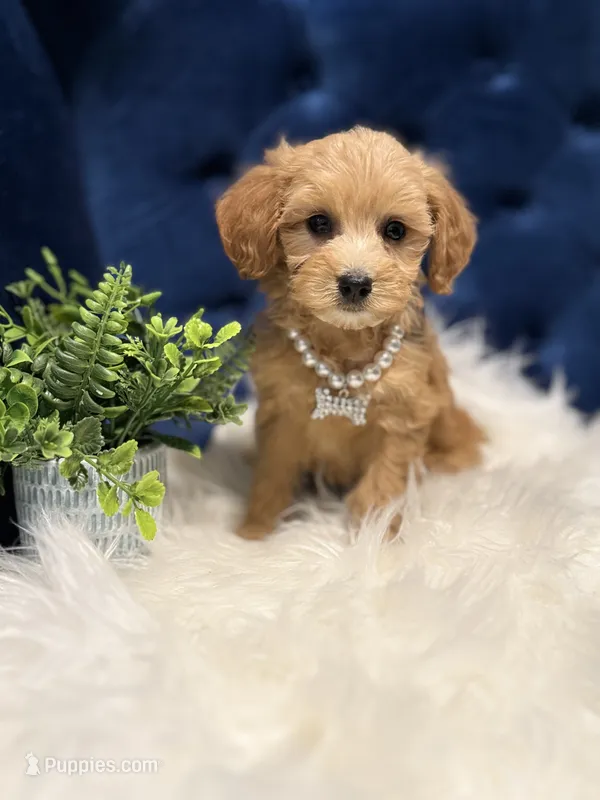 Cutie – Miniature Goldendoodle puppy for sale in Oak Brook, IL