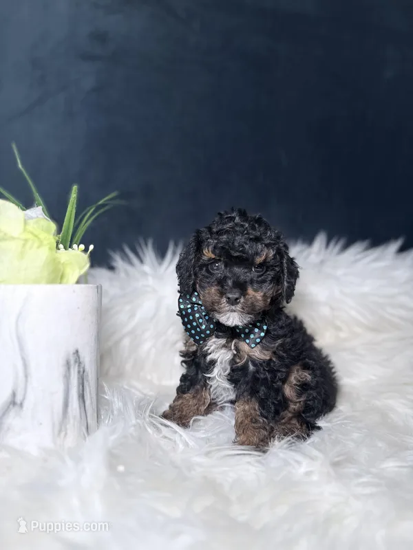 Alvin – Poodle - Toy  puppy for sale in Homewood, IL