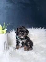 Alvin, a male Poodle - Toy  for sale in Homewood, IL – Photo 3 of 4