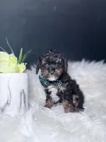 Alvin, a male Poodle - Toy  for sale in Homewood, IL – Photo 2 of 4