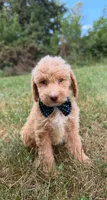 Joey , a male Miniature Goldendoodle for sale in Oak Brook, IL – 1 of 1