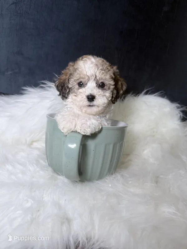 Sally  – Bichpoo puppy for sale in Homewood, IL