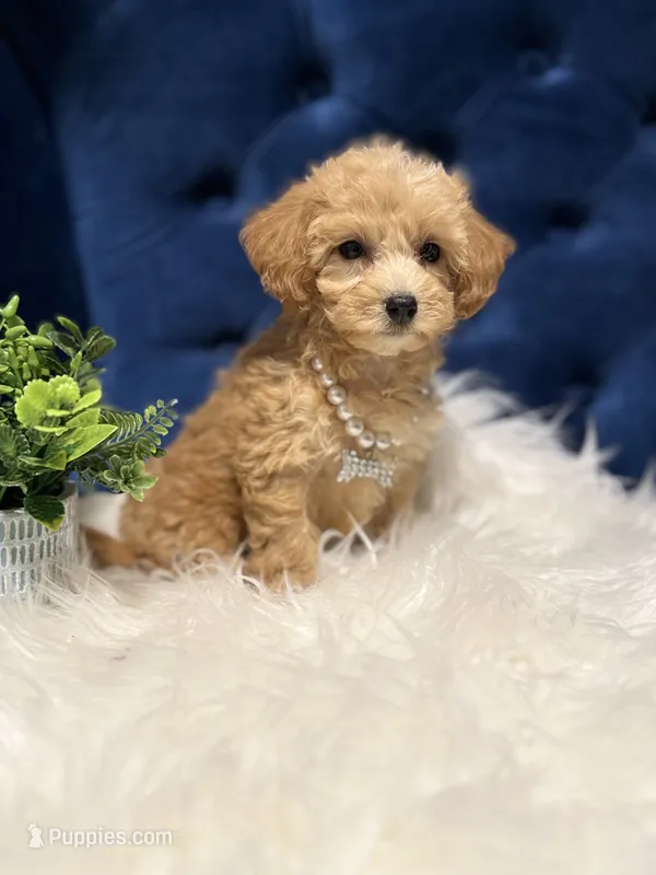 Sweetie  – Miniature Goldendoodle puppy for sale in Oak Brook, IL