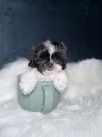 Oreo , a female Shihpoo for sale in Homewood, IL – 3 of 4