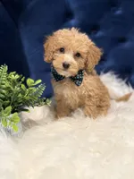 Loki, a male Miniature Goldendoodle for sale in Oak Brook, IL – 1 of 5