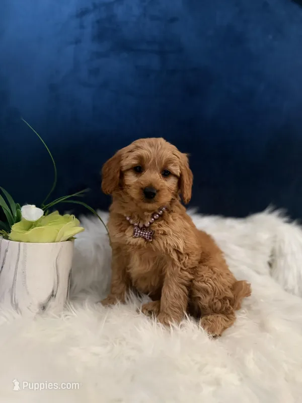 Honeybun  – Miniature Goldendoodle puppy for sale in Olympia Fields, IL