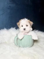 Missy , a female Morkie for sale in Homewood, IL – Photo 7 of 7