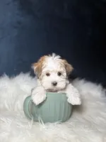 Missy , a female Morkie for sale in Homewood, IL – Photo 2 of 7