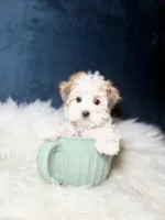 Missy , a female Morkie for sale in Homewood, IL – Photo 3 of 7