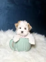 Missy , a female Morkie for sale in Homewood, IL – Photo 5 of 7