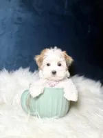 Missy , a female Morkie for sale in Homewood, IL – Photo 6 of 7