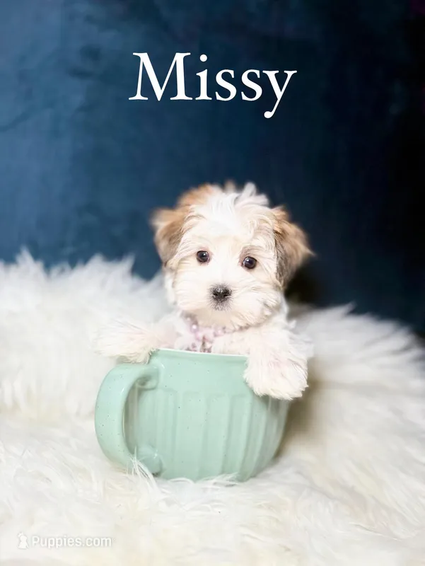 Missy  – Morkie puppy for sale in Homewood, IL