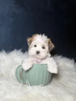 Missy , a female Morkie for sale in Homewood, IL – Photo 4 of 7