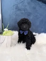 Midnight , a male Miniature Goldendoodle for sale in Olympia Fields, IL – Photo 5 of 5