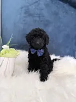 Midnight , a male Miniature Goldendoodle for sale in Olympia Fields, IL – Photo 3 of 5