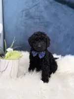 Midnight , a male Miniature Goldendoodle for sale in Olympia Fields, IL – Photo 4 of 5