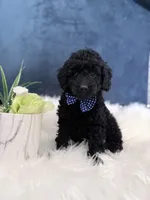 Midnight , a male Miniature Goldendoodle for sale in Olympia Fields, IL – Photo 2 of 5