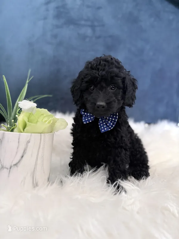Midnight  – Miniature Goldendoodle puppy for sale in Olympia Fields, IL