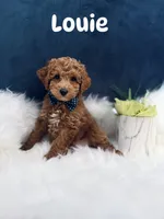 Louie , a male Poodle - Toy  for sale in Homewood, IL – 1 of 1