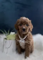 Tilly , a female Miniature Goldendoodle for sale in Homewood, IL – Photo 1 of 3