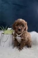 Tilly , a female Miniature Goldendoodle for sale in Homewood, IL – Photo 3 of 3