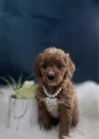 Tilly , a female Miniature Goldendoodle for sale in Homewood, IL – Photo 2 of 3