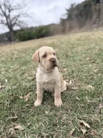 Mini Hippo (Winnie) , a female Cocker Spaniel and Miniature Shar-Pei for sale in Olympia Fields, IL – Photo 4 of 4