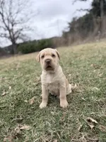 Mini Hippo (Winnie) , a female Cocker Spaniel and Miniature Shar-Pei for sale in Olympia Fields, IL – Photo 2 of 4