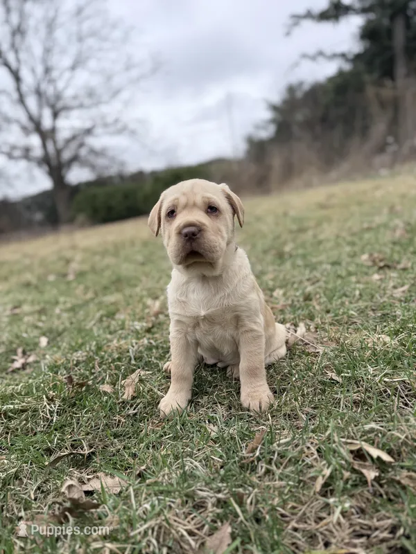 Mini Hippo (Winnie)  – Cocker Spaniel, Miniature Shar-Pei puppy for sale in Olympia Fields, IL