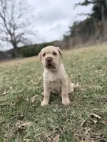 Mini Hippo (Winnie) , a female Cocker Spaniel and Miniature Shar-Pei for sale in Olympia Fields, IL – Photo 1 of 4