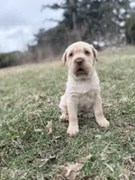 Mini Hippo (Winnie) , a female Cocker Spaniel and Miniature Shar-Pei for sale in Olympia Fields, IL – Photo 3 of 4