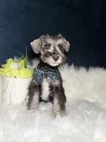 Mister , a male Miniature Schnauzer for sale in Skokie, IL – 4 of 5