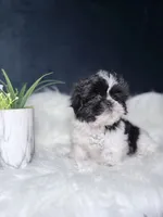 Oreo , a female Shihpoo for sale in Homewood, IL – 2 of 4