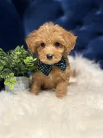 Benji, a male Miniature Goldendoodle for sale in Oak Brook, IL – 4 of 4