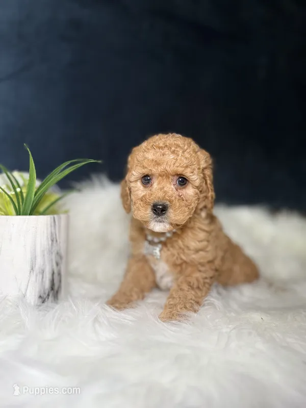 Lily  – Miniature Goldendoodle puppy for sale in Homewood, IL
