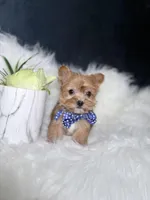 Cheerio (Rare Sable Teacup) , a male Yorkshire Terrier for sale in Homewood, IL – 5 of 10
