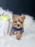 Cheerio (Rare Sable Teacup) , a male Yorkshire Terrier for sale in Homewood, IL – 2 of 10