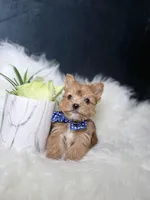 Cheerio (Rare Sable Teacup) , a male Yorkshire Terrier for sale in Homewood, IL – 9 of 10
