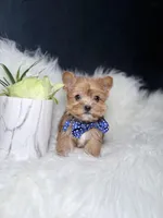 Cheerio (Rare Sable Teacup) , a male Yorkshire Terrier for sale in Homewood, IL – 6 of 10