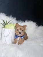 Cheerio (Rare Sable Teacup) , a male Yorkshire Terrier for sale in Homewood, IL – 10 of 10