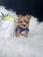 Cheerio (Rare Sable Teacup) , a male Yorkshire Terrier for sale in Homewood, IL – 4 of 10