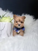 Cheerio (Rare Sable Teacup) , a male Yorkshire Terrier for sale in Homewood, IL – 7 of 10