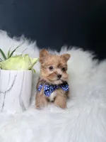Cheerio (Rare Sable Teacup) , a male Yorkshire Terrier for sale in Homewood, IL – 8 of 10