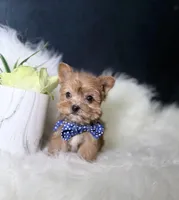 Cheerio (Rare Sable Teacup) , a male Yorkshire Terrier for sale in Homewood, IL – 3 of 10