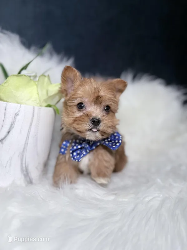 Cheerio (Rare Sable Teacup)  – Yorkshire Terrier puppy for sale in Homewood, IL