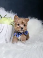 Cheerio (Rare Sable Teacup) , a male Yorkshire Terrier for sale in Homewood, IL – 1 of 10